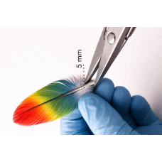 Kjønnstesting av papegøyer med sanntids-PCR ved hjelp av DNA-prober