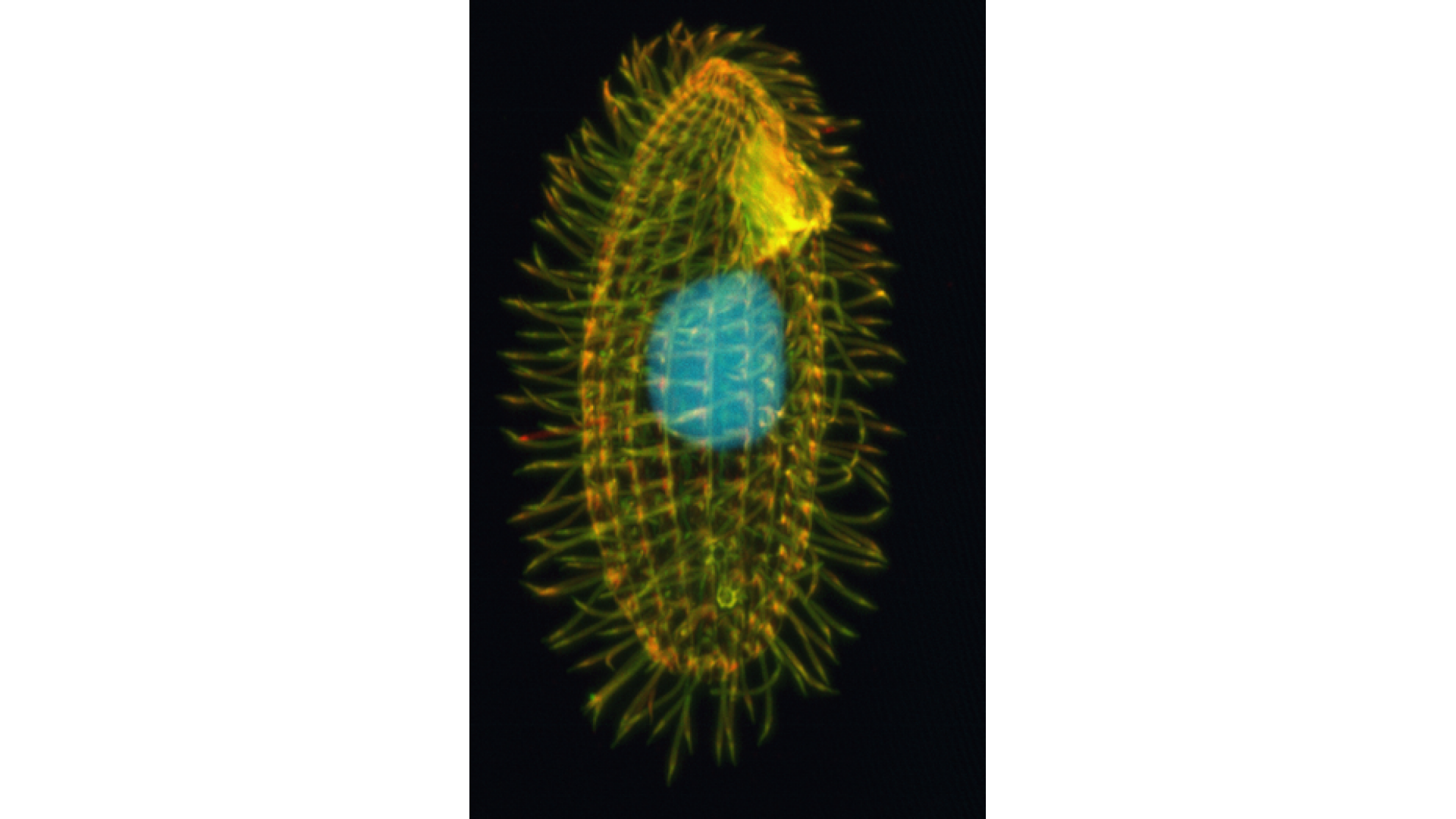 https://www.noraq.com/new2/image/cache/catalog/d_blog_module/post/330px-Tetrahymena_thermophila-1920x1080.png
