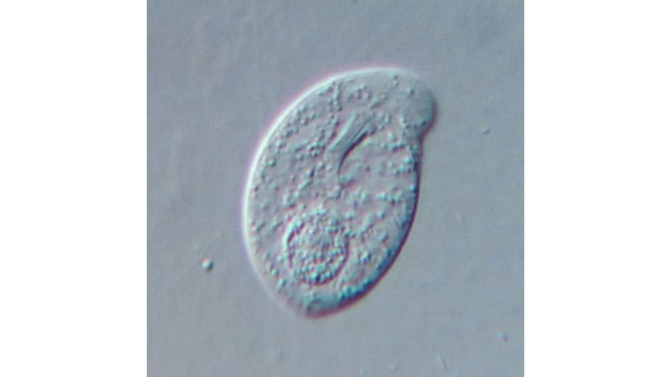 Chilodonella uncinata