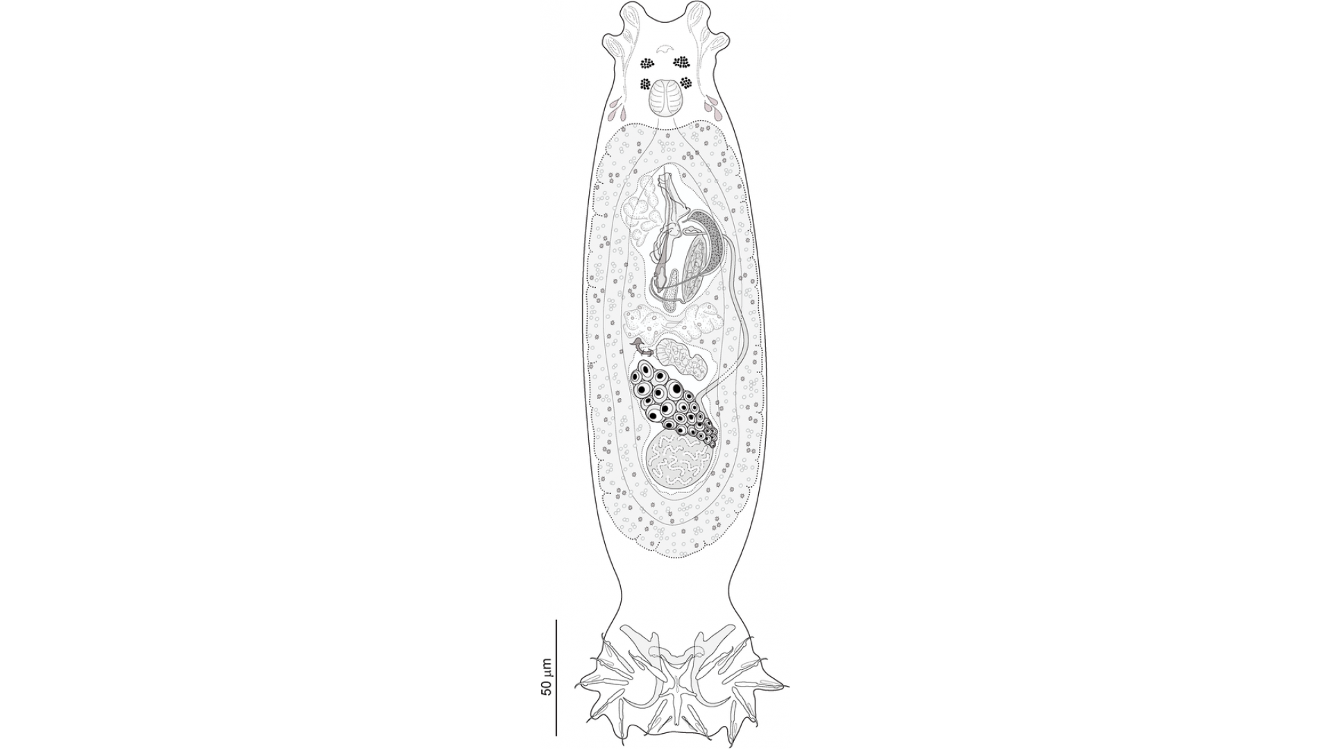 https://www.noraq.com/new2/image/cache/catalog/d_blog_module/post/ehulková_et_al_-_Dactylogyrus_-_parasite200098-fig03-1920x1080.png