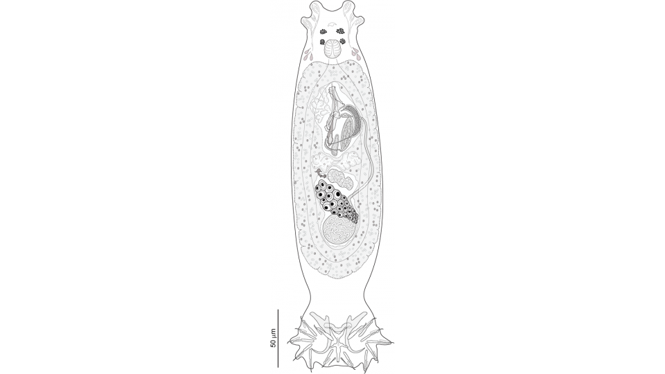 Dactylogyrus spp.