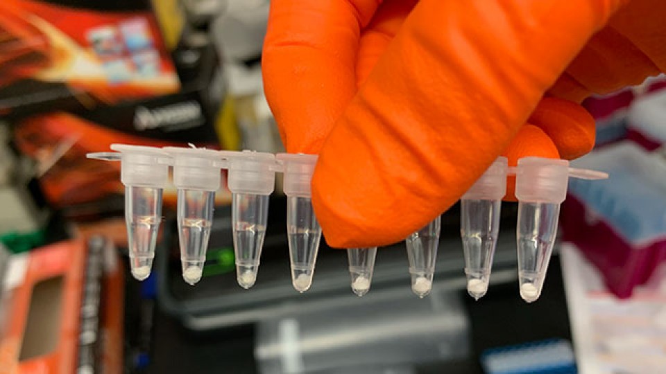 Checking the flock for PI-birds by PCR or Realtime-PCR
